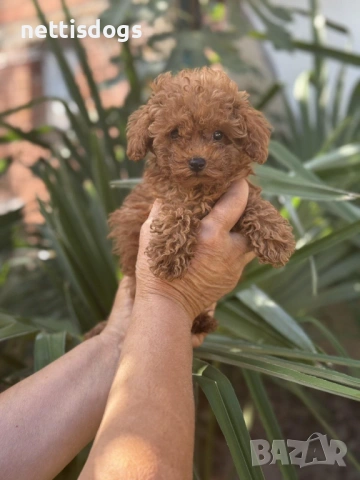 Истински и сладки Той пудели, снимка 2 - Пудели - 50650679