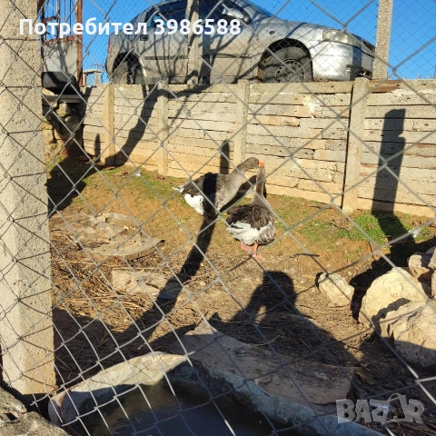 Гъски къдрави гъски две женски и един мъжки , снимка 3 - други­ - 53749370