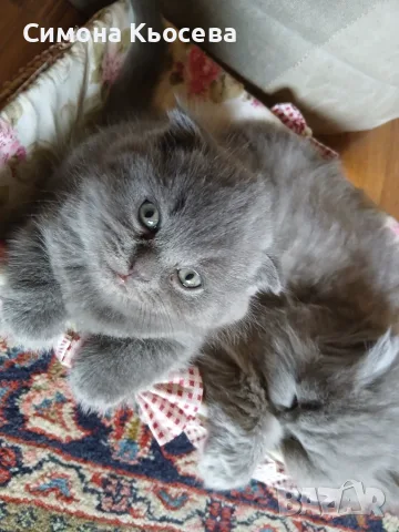 Котета британчета, снимка 3 - Британска късокосместа - 56245501