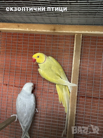 Продавам или Бартер , снимка 2 - Папагали - 53326185