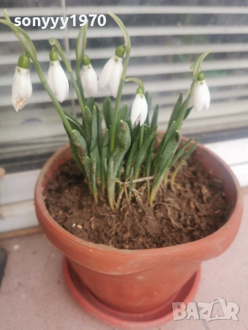 КОКИЧЕТА 2026 С ЛУКОВИЦИ 0602261329, снимка 4 - Градински цветя и растения - 53380889