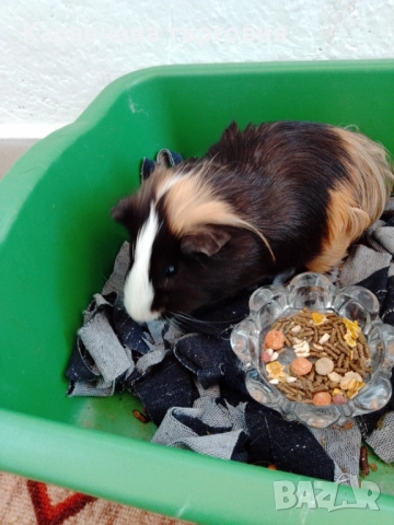 Морско свинче 