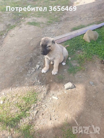 Породисти КАНГАЛИ., снимка 14 - Кангал - 53622874