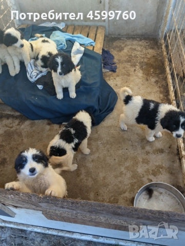 Българско овчарско куче , снимка 1