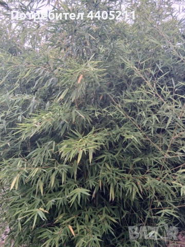 Bambuk, снимка 2 - Градински цветя и растения - 52741312