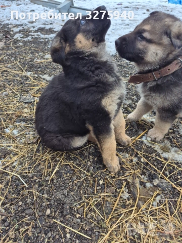 Источноевропейска овчарка