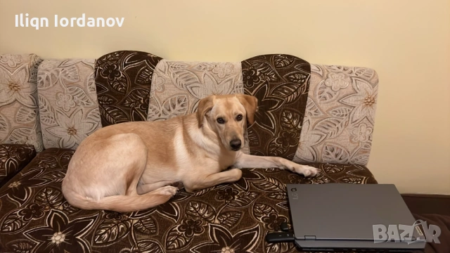 Лабрадор, снимка 5 - Лабрадор ретривър - 53439857