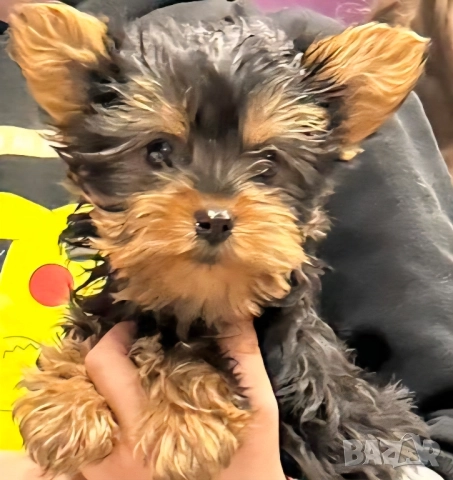 Мини йоркширски териер , снимка 1