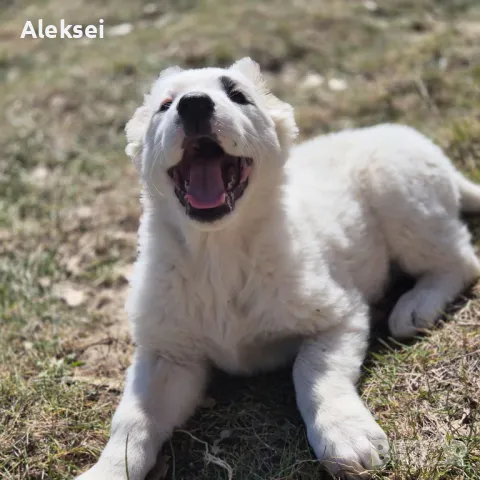 Средноазиатска овчарка–Алабай, снимка 16 - Средноазиатска овчарка - 48611649