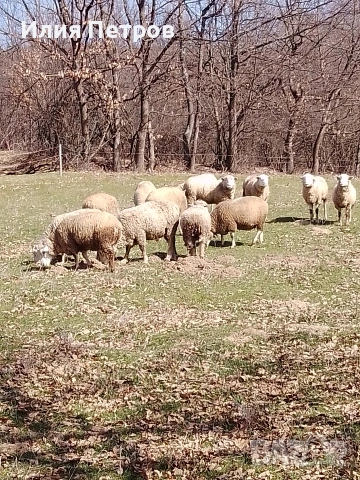 овце