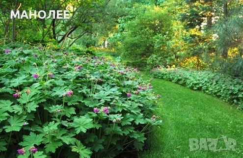 🍁💮💐РОЗОВ ЗДРАВЕЦ🎁🌞👌, снимка 2 - Градински цветя и растения - 53440334