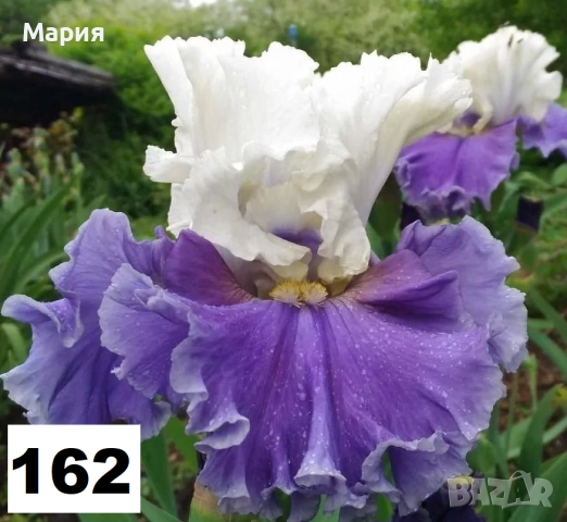 Сортови вискоки ириси /брадати ириси, снимка 13 - Сортови семена и луковици - 46410478