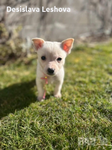 Тези малки сладури си търсят дом :)