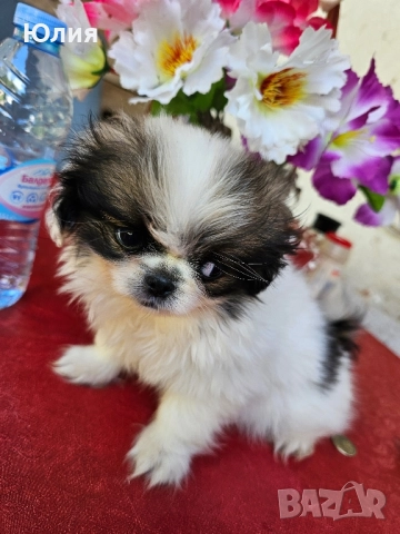 Японски хинчета, снимка 8 - Други - 52506287