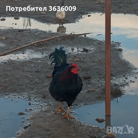 Продавам петли , снимка 6 - Кокошки и пуйки - 52511823