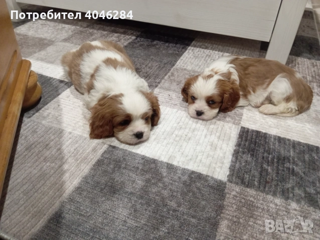 Кавалер Кинг Чарлз , снимка 2 - Други - 53623830