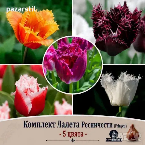 Луковици за Ресничести лалета - комплект от 5 различни цвята 