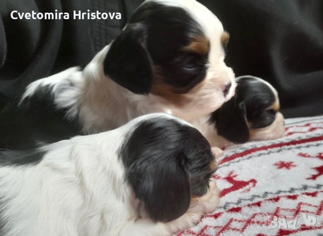 Кавалер кинг шпаньол , снимка 6 - Кавалер кинг чарлз шпаньол - 53327364