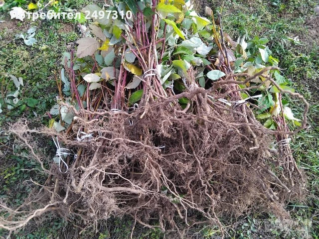 Продавам разсад малини , снимка 3 - Разсади - 53508278