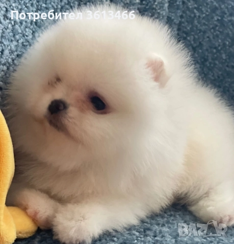 Померан babyface бели пухчета, снимка 3 - Померан - 52557849