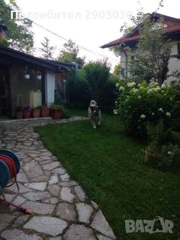 Почистване Дворове и Вили Рязане на Дърва за Огрев , снимка 3 - Други услуги - 41795780