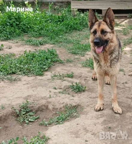 Кученца овчарки, снимка 5 - Немска овчарка - 56149820
