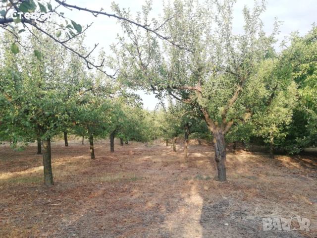 Продавам дворно място / овощна градина в с. Калипетрово, снимка 2 - Земеделска земя - 51641551