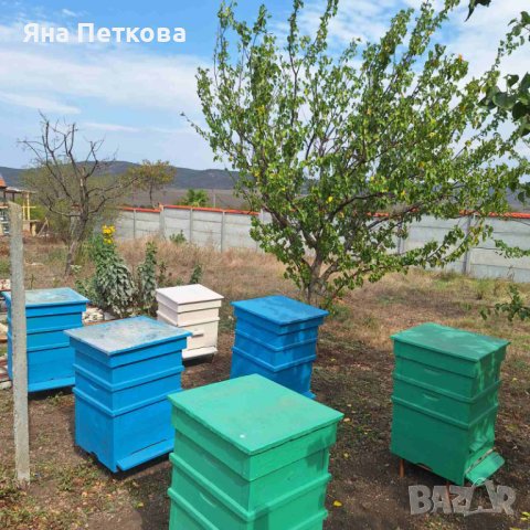 Пчелни кошери, снимка 10 - За пчели - 42386210
