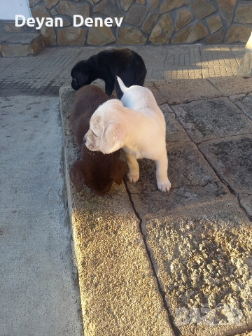 лабрадор реитривър , снимка 4 - Лабрадор ретривър - 52878460