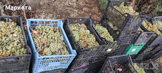 Грозде за ракия, снимка 4 - Домашни напитки - 56267770