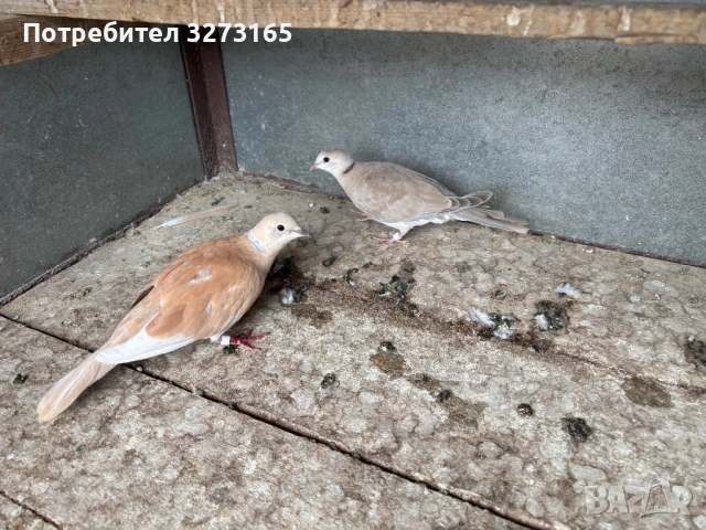 Гугутки/скумрийки 