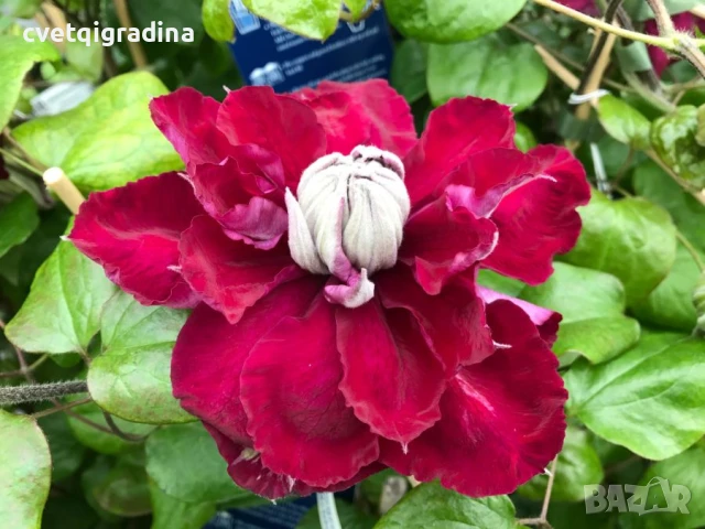 Clematis Red Star (Клематис Червена звезда), снимка 3 - Градински цветя и растения - 50938526