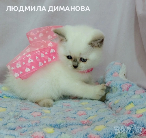 Шотландско мъжко със сини очи , снимка 6 - Други - 53207991