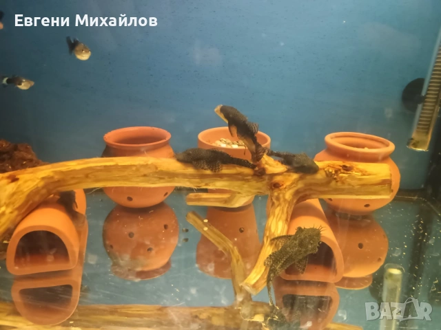 Анцитруси , снимка 5 - Рибки - 53056690