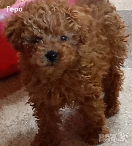 пудел той , снимка 2 - Пудели - 53322409