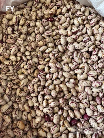 Родопски Шарен Боб , снимка 4 - Други - 49485702