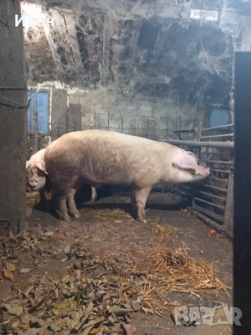 Прасе , снимка 3 - Прасета - 53276074