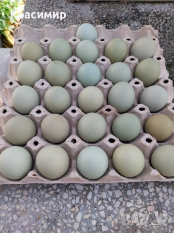Кокошки ЕКСЕЛ носачки на зелени яйца, снимка 4 - други­ - 52516435
