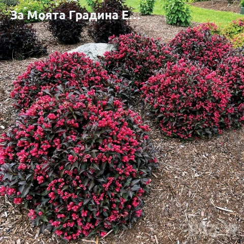 Вайгела 4 вида /цвята, снимка 4 - Градински цветя и растения - 53744272