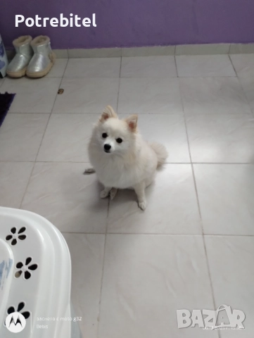 Померанче мини шпиц, снимка 3 - Померан - 52672525