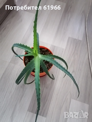Драцена и Дебела Мара! Красиво Алое ! , снимка 6 - Градински цветя и растения - 51774993