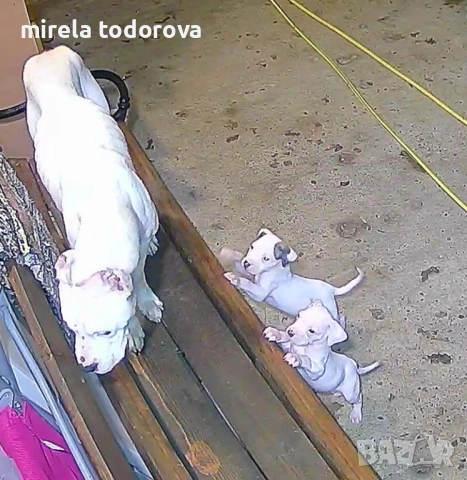 Дого Аржентино , снимка 8 - Дого аржентино - 52413341