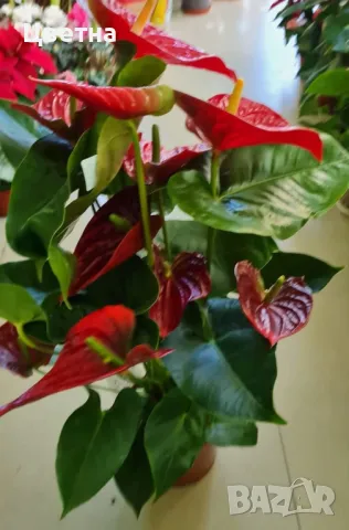 Голям разкошен антуриум Цветето на любовта , снимка 1