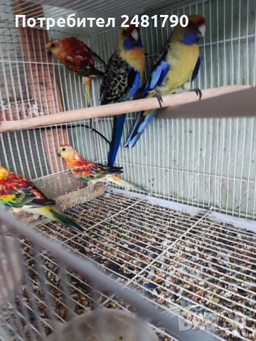 Птици на супер цени, снимка 4 - За птици - 52712752