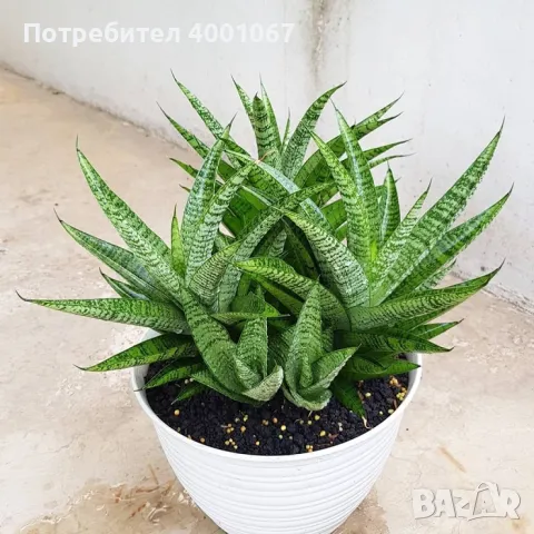 стайно растение в саксия