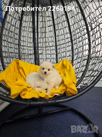 померан , снимка 2 - Померан - 53261200