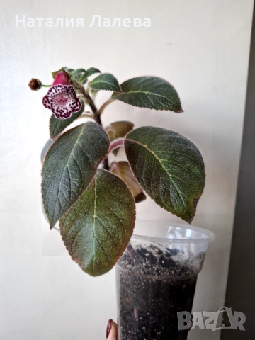 Колерия, kohleria blackberry butterfly, снимка 2 - Стайни растения - 52972280