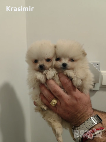 померанчета-минишпиц