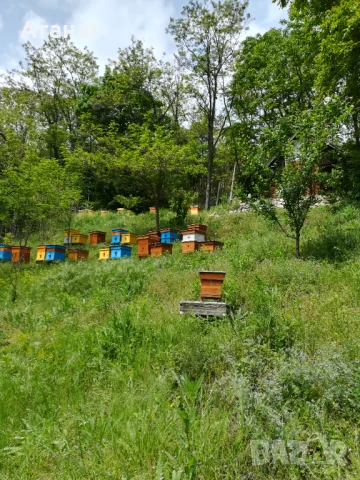 Био пчелен мед от липа, снимка 2 - Пчелни продукти - 50998450