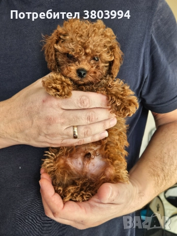 Чистокръвен тийкъп той пудел момченце, снимка 4 - Пудели - 52935256